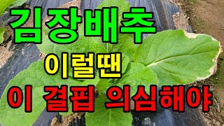 김장배추 잎이 이상해서 영양제 살포합니다. 효과가 잘 나타나서 원상복구 되길 기대해봅니다 / 김장배추 칼슘결…