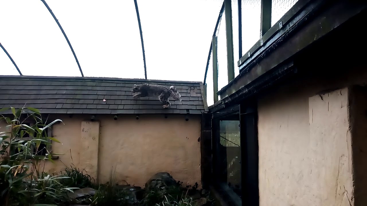 Snow leopard parkour. Of course kitty meant to do that!