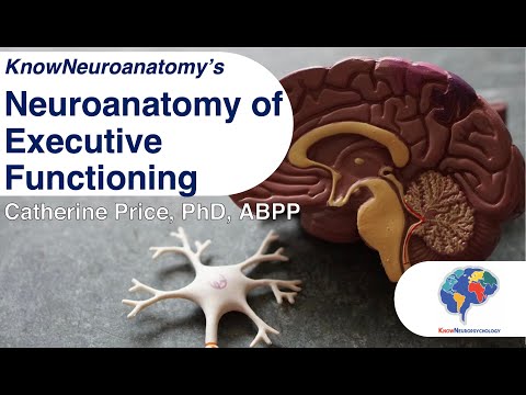 The Neuroanatomy of Executive Functioning