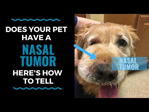 Does Your Pet Have A Nasal Tumor? Here's How to Tell: VLOG 117