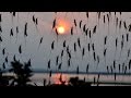 Why Wisconsin wants to bring back mayflies