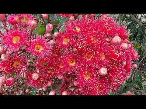 GIỐNG HOA MỚI “ HỒNG HOẢ CHÂU “ TRỒNG TRONG VƯỜN Ở ĐÀ LẠT NỞ HOA ĐẸP. Ngày 5/5/2021