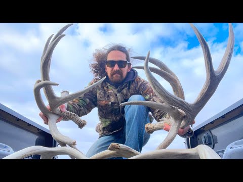 Massive Mule Deer Shed Hunting!