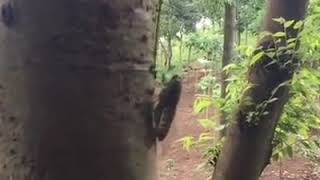 Download lagu Suara kumbang Relaksasi mp3