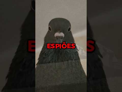 Pombos são muito inteligentes!