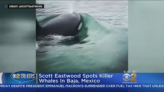 Scott Eastwood Spots Killer Whales