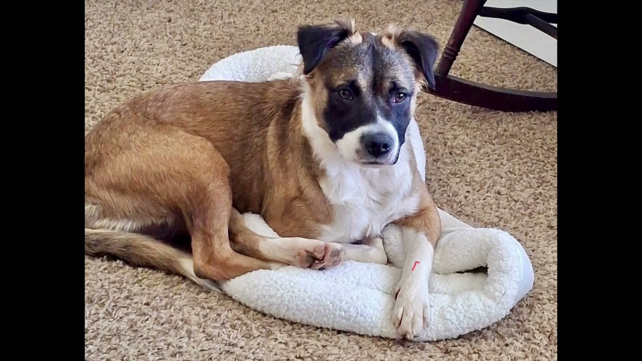 Enlarge Penelope, a Adoptable mixed breed in Loudon, TN video 3/3