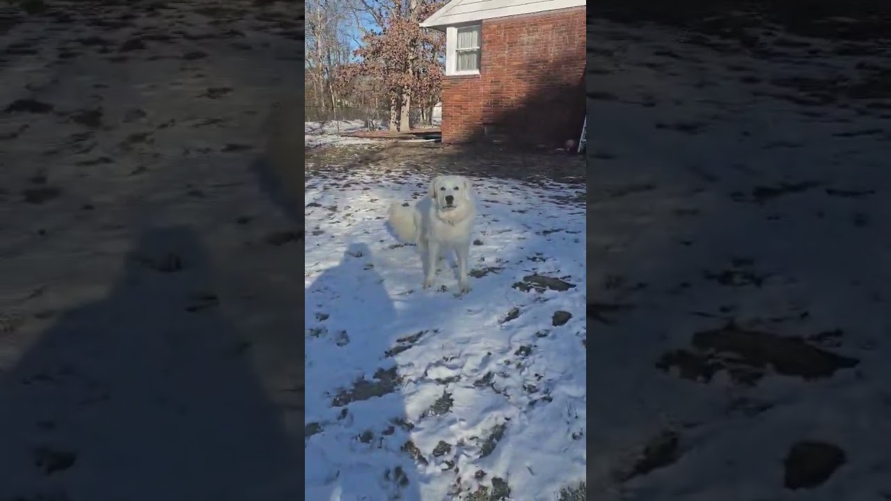 Enlarge Serenity in NJ - A Cuddle-Bug Tripod!, an adoptable Great Pyrenees in Bellmawr, NJ video 4/4