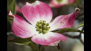 Dogwood Flowers  | Jesus Christ was Crucified in the Cross which was made from Dogwood Trees