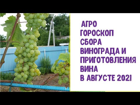 , title : 'Агрогороскоп сбора урожая винограда и приготовления вина в августе 2021 года'