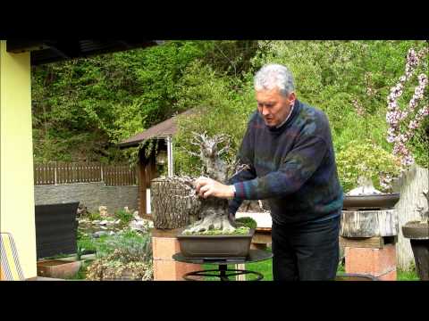 INTERNATIONAL BONSAI ACADEMY with Walter Pall - Episode V - Killer nebari