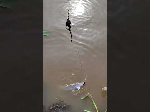 HOY PESCA DE PATY EN ARROYO LEYES SANTA FE