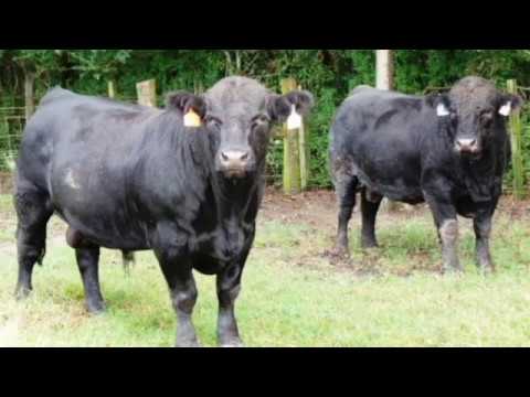 download lagu mp3 mp4 Ge Seedstock, download lagu Ge Seedstock gratis, unduh video klip Ge Seedstock