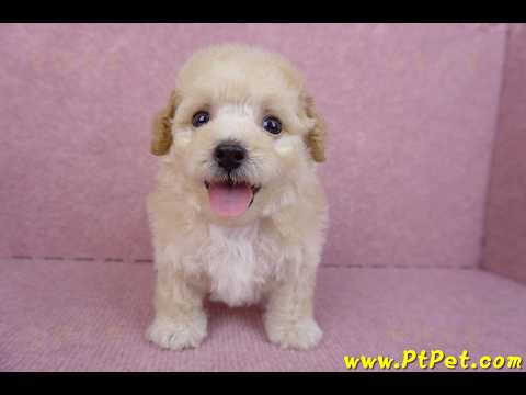 09/23泰迪比熊母幼犬3號(高雄大寮)