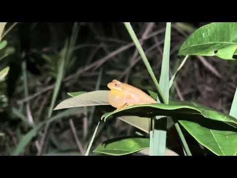 Vocalização de Boana goiana