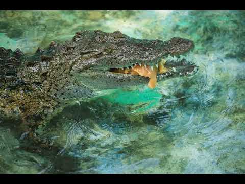 kio estas krokodilo #shorts