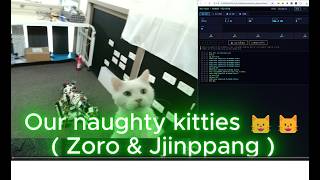 🤖🐱 움직이는 모습들 & 냥이 이벤트 - 로봇의 다양한 동작 + 작업 중 등장하는 우리집 고양이들 (조로 & 찐빵이)