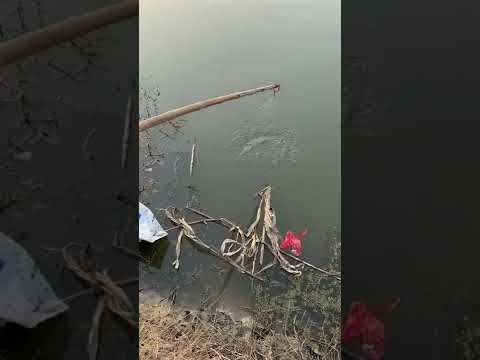 Amazing Giant Eel Fishing in Ocean 🐟 Best Fishing Technique & Fishing #Shorts