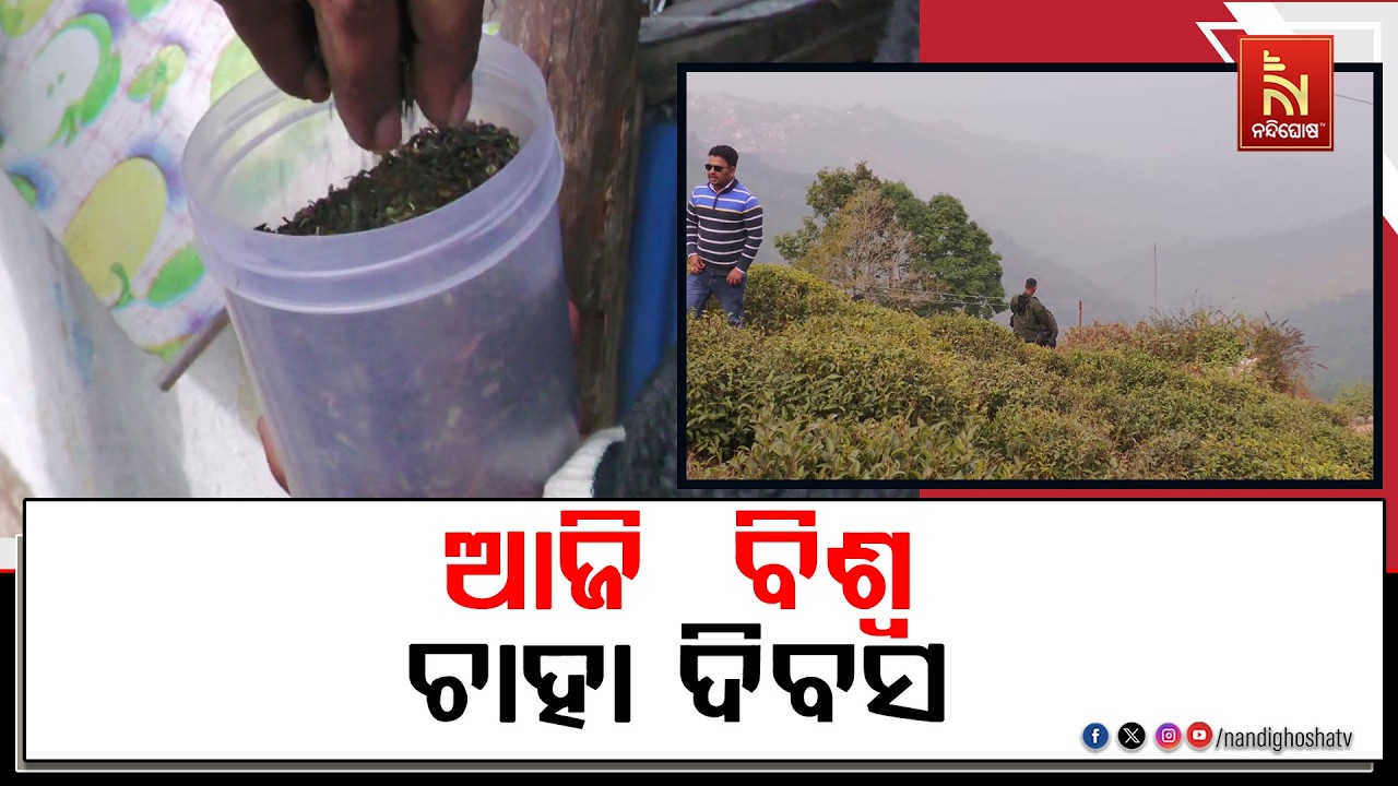 ଆଜି  ବିଶ୍ୱ ଚାହା ଦିବସ ; ପ୍ରତିବର୍ଷ ମେ ୨୧ ତାରିଖରେ ସାରା ବି?