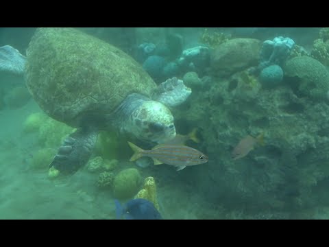 Rescued Loggerhead Sea Turtles at TurtleTrek | SeaWorld® Orlando