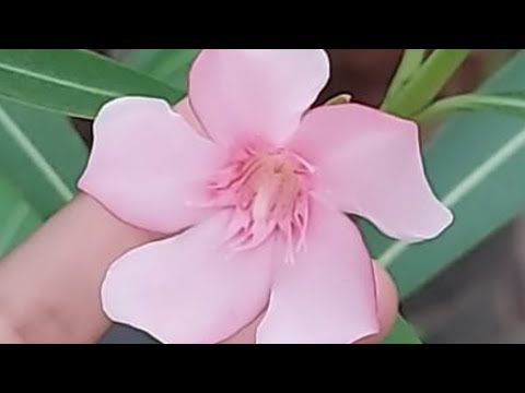 FLOWERS IN OUR GARDEN | FLOWER COLLECTIONS | KAMALIKA'S LIFESTYLE | TAMIL