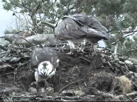 Loch of the Lowes Ospreys 20 April 2012 17.09hrs  1st changeover with 3 eggs - Copyright SWT