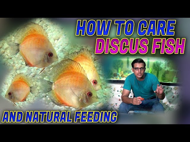 How To Care of Discus Fishes & Provide Natural Food (Jamshed Asmi Informative Channel) In Urdu/Hindi