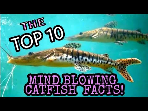 The Top 10 Fascinating CATFISH FACTS! From Nano Aquarium Cats to Monster Red Tail & Mekong Species!