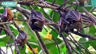 30 Fantastic Facts About Bats | KNOW iT