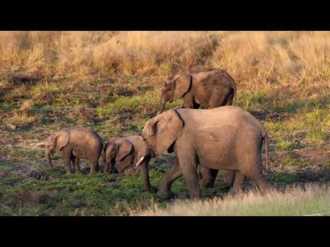 Djuma: Breeding herd of elephants in for a nice long visit -  05/26/18