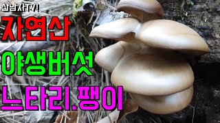 겨울 자연산 느타리! 팽이버섯! 쉽게 찾기? 산남자 산행 자연 건강 항암 약초 능이 송이 mushroom
