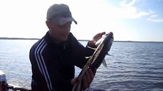 Ссылка