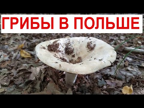 Польский лес ТИХАЯ ОХОТА ЗА ГРИБАМИ В ПОЛЬШЕ