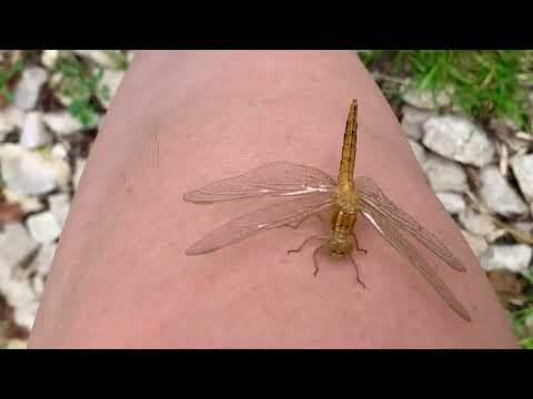 Szitakötő / Dragonfly