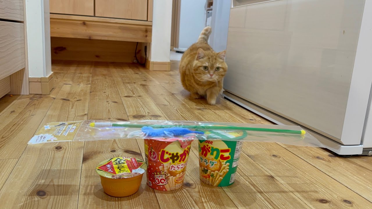 【パパぴよ】少しだけ〜ぷっちょnnel🐈 がライブ配信中！