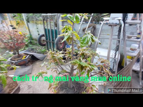 cách trồng cây mai khi mua online