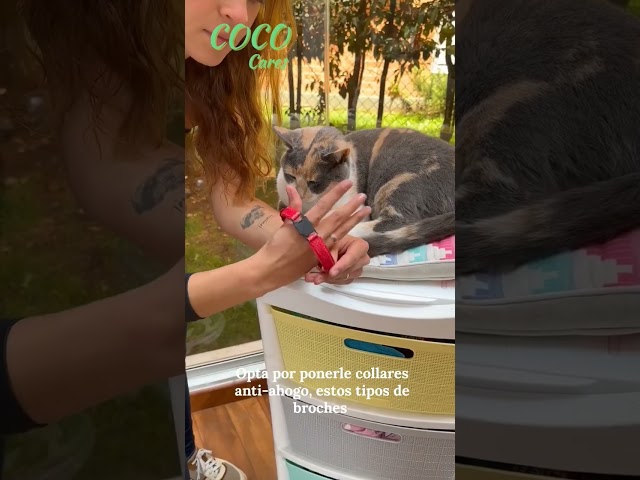 Vídeo relacionado con cobee Collar de gato con forma de corazón brillante con campana, collares ajustables para gatitos con cinturón de seguridad, collar para mascotas de diamantes (rojo rosa)