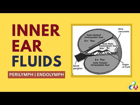 Inner Ear Fluids - Perilymph and Endolymph