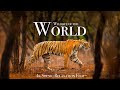 Wildlife Of The World 4K Scenic Animal Film With Inspiring Music
