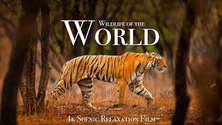 Wildlife of the World 4K - Scenic Animal Film With Inspiring Music