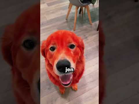 Nabarvila svého psa na červeno?!😱🛑 #shorts