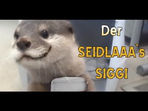 XXUwe - FRANKEN ANIMALS 10