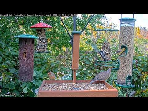 Diverse Feeder Birds Visit Cornell Lab FeederWatch Cam – Sept. 28, 2020