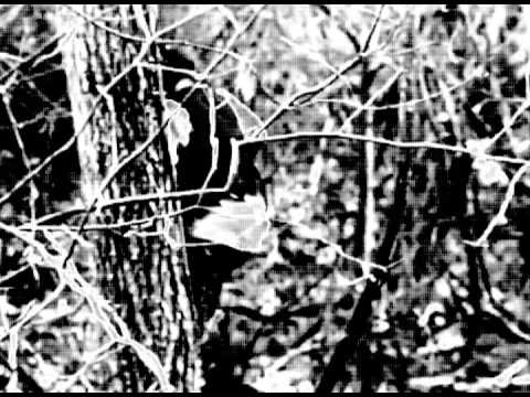 BARNT - IS THIS WHAT THEY WERE BORN FOR? [MAGAZINE]