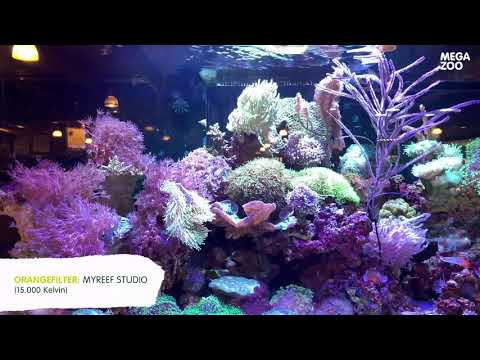 myReef Studio - Präsentationsvideo