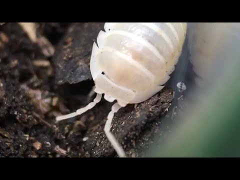 アルマジリジウム ピクタム