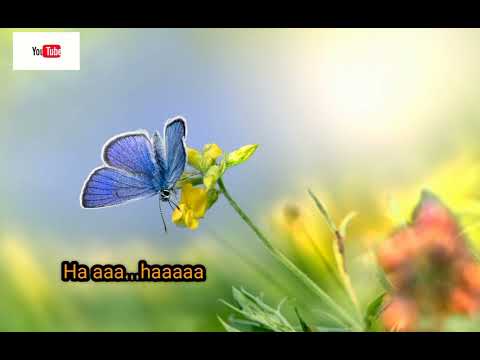 kupu kupu cinta~SIGMA(Lirik)