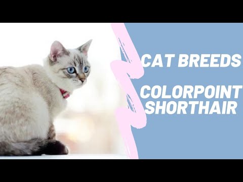 COLORPOINT SHORTHAIR - CAT BREEDS