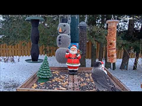 Canada Jay visits Ontario feeder       12 13 33  Video 2019 12 26 122050
