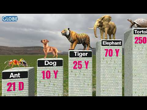 Comparing Animal Longevity